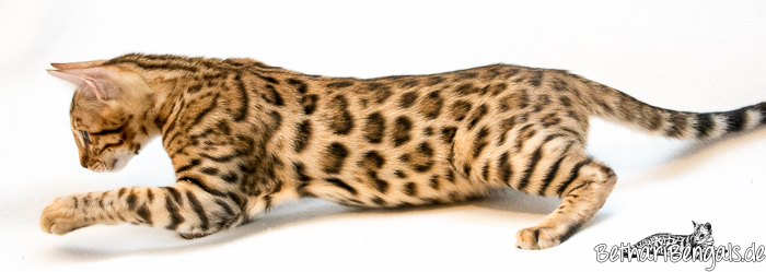 Wohnzimmerleoparden